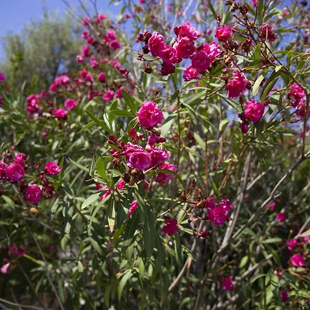 La Plaja 度假居 切法卢