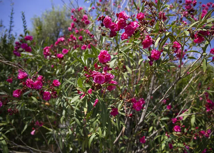 La Plaja 펜션 체팔루